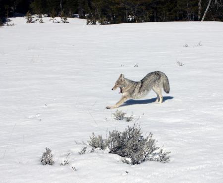 Coyote in Winter