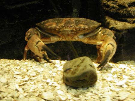 Crab