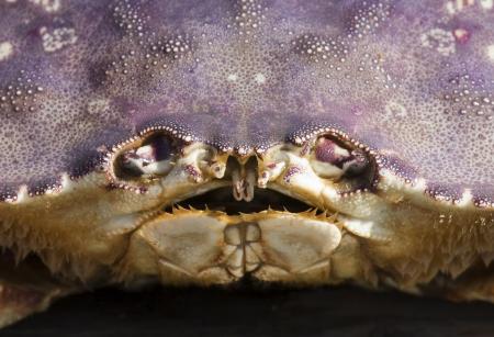 Crab closeup