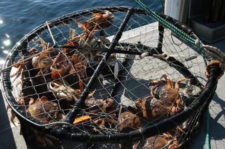 Crustacean fishing traps