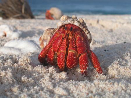 Crab on the Beach