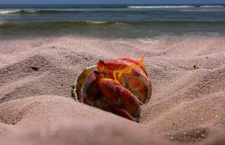 Crab on the Beach