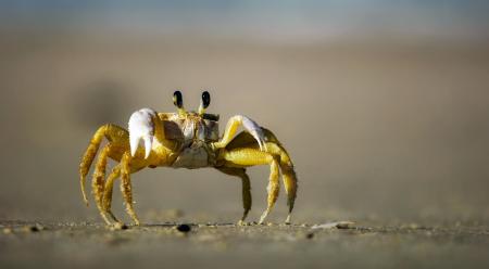 Crab Ready to Fight