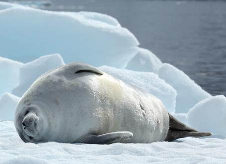 Crabeater Seal