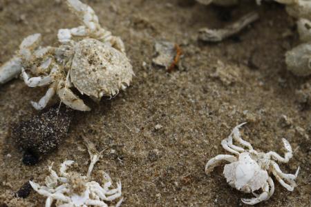 Crabs on the beach