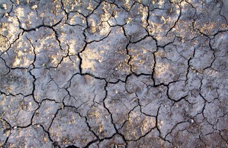 Cracked Mud Texture