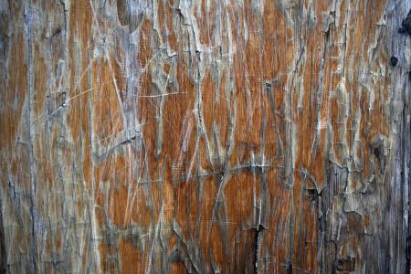 Grunge Wood Texture