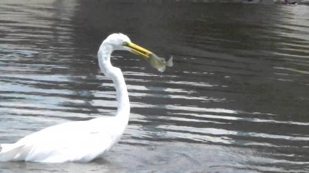 Crane fishing