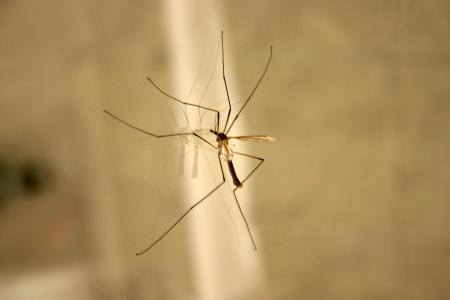 Crane Fly