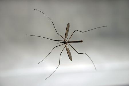 Crane Fly