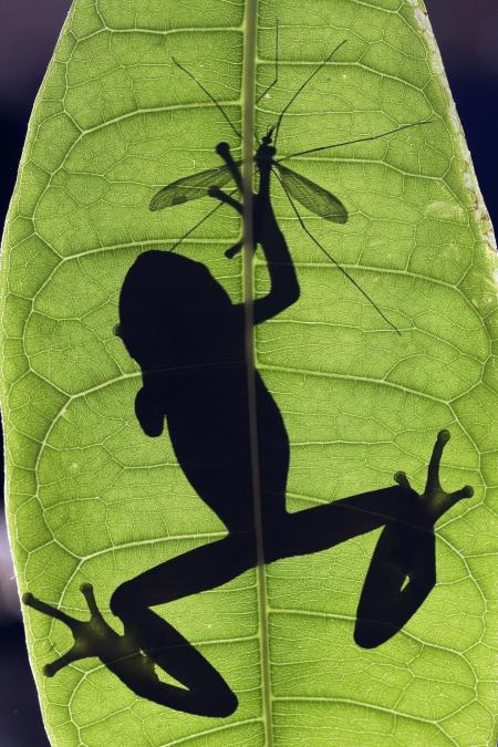 Cranefly - silhouette