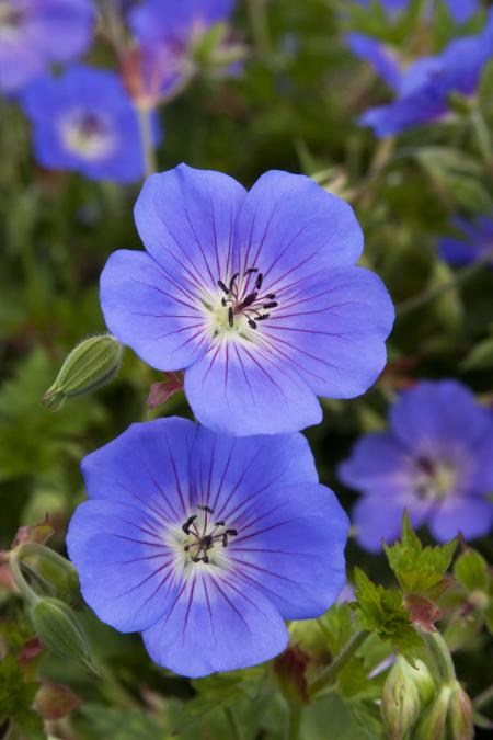 Cranesbill Flowers