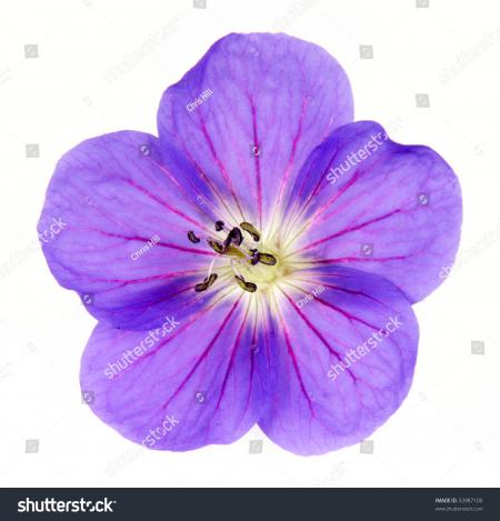 Cranesbill Closeup