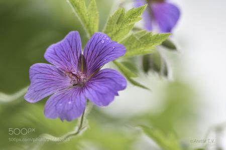 Macro Cranesbill