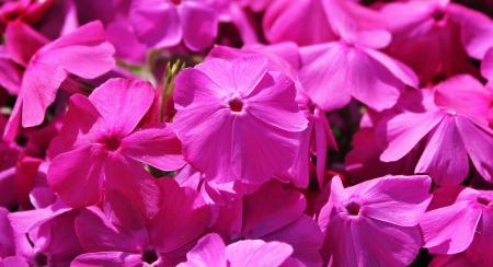 Cranesbill in the Garden