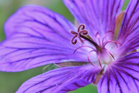 Cranesbill