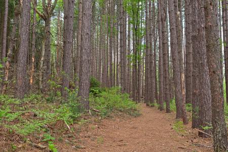Cranesville Swamp Pine Trail - HDR