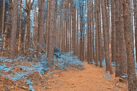 Cranesville Swamp Pine Trail - Sapphire Fantasy HDR