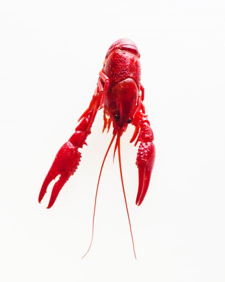 Crayfish