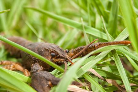 crayfish