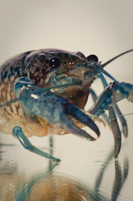 Crayfish