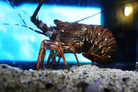 Crayfish in the aquarium 