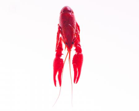 Crayfish