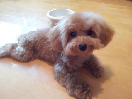 Cream Toy Poodle