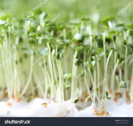 Cress Closeup