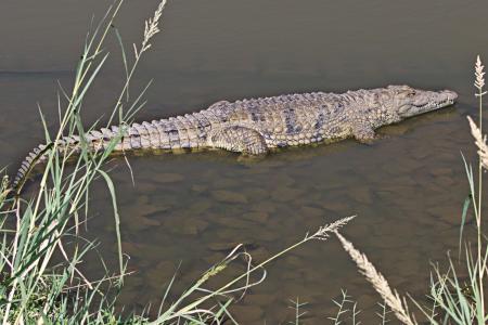 Crocodile