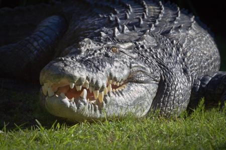 Saltwater Crocodile