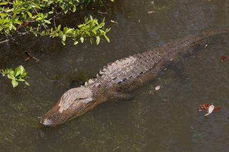 Crocodile in the River