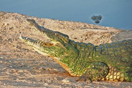 Crocodile on the Bank