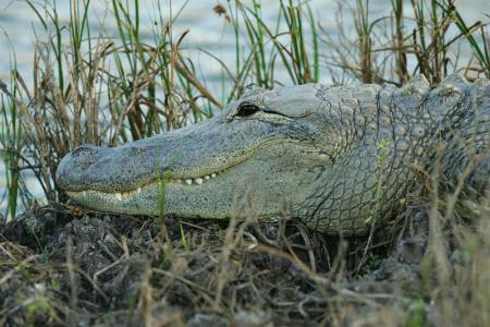 Crocodile on the Riverbank