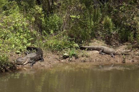 Crocodile on the Shore