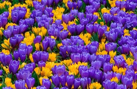 Crocus