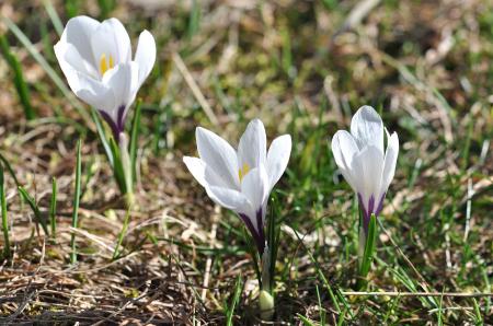 Crocus Flowers