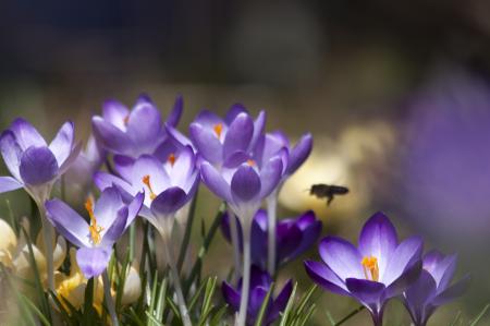 Crocus in the Garden