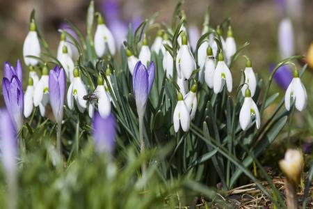 Crocus in the Garden