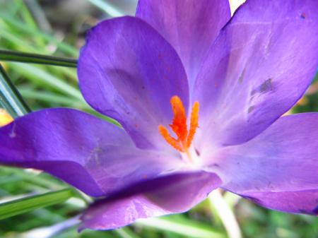 Crocus