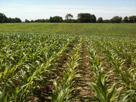 Crops Field