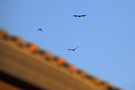 Crow Flyover