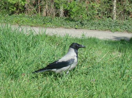 Crow on the grass