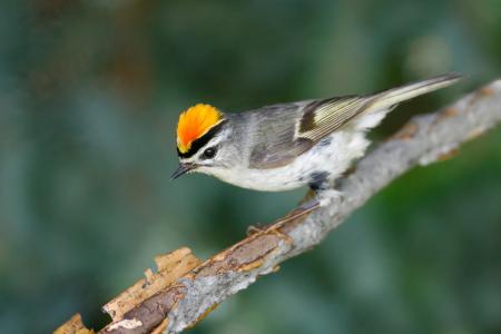 Crowned Bird