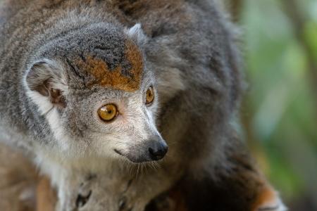 Crowned lemur 2016-01-08-00853