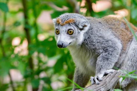 Crowned Lemur (female)