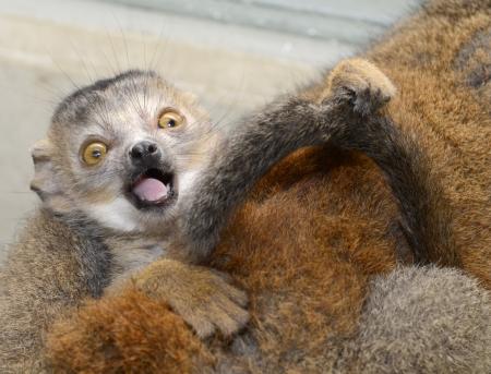 Crowned Lemurs