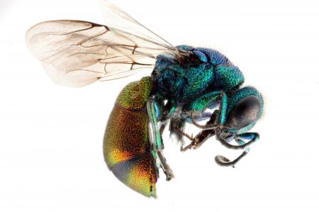 Cuckoo Wasp