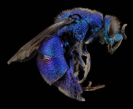 Cuckoo Wasp