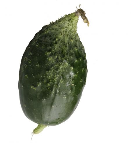 Cucumber